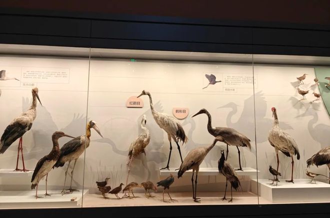 狮子精品夏令营 探访武汉大学、华中科大参观黄鹤楼、湖北省博物馆春假爆款武汉名校夏令营开启报名(图15)